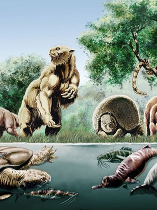 En 42 años, las poblaciones de megafauna de agua dulce disminuyeron 88%