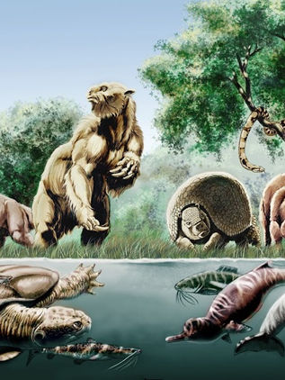 En 42 años, las poblaciones de megafauna de agua dulce disminuyeron 88%