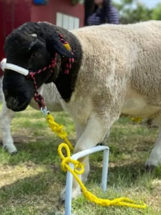 La UAM logra la primera clonación de un borrego en México