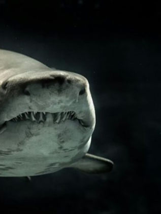 Tiburones con dientes corroídos: la alarmante señal de un océano cada vez más ácido