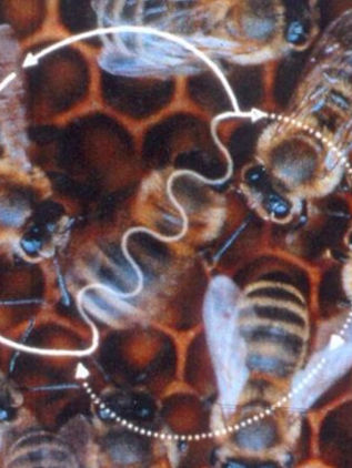 Einstein anticipó la conexión física de la orientación en aves y abejas