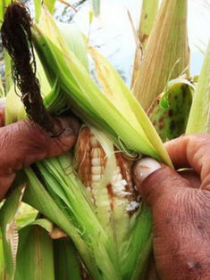 Fuerte sequía se suma a graves problemas de campesinos chiapanecos