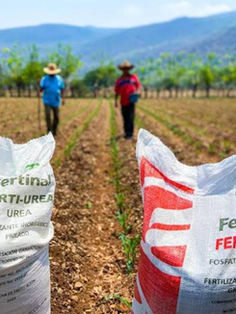 Incrementa apoyo en fertilizantes para Chiapas 