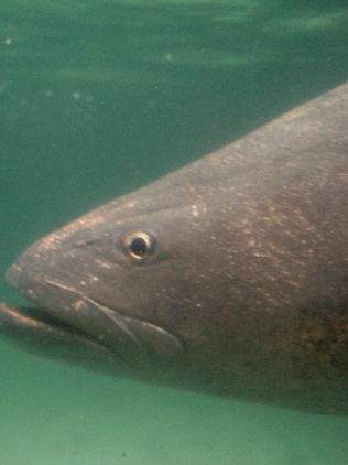 Tres detenidos por tráfico de especies protegidas hacia EUA y Asia