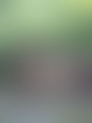 Manglares ayudan a regular el clima en Chiapas