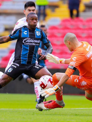 Gallos picotea en casa