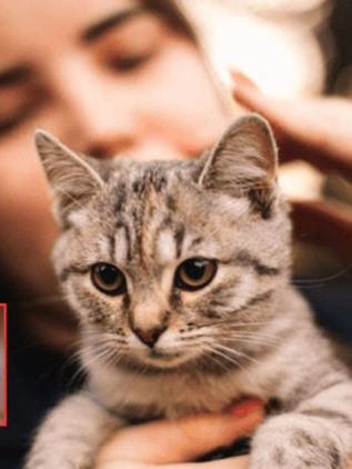 Científicos confirman que los gatos domésticos pueden comer más de 2.000 especies de animales: desde insectos hasta mamíferos