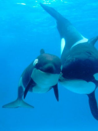 Las orcas posmenopáusicas protegen a sus hijos machos de los ataques de otras orcas