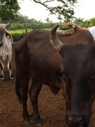 Ganaderos enfrentan sobrecostos de 400 millones de dólares por gusano barrenador