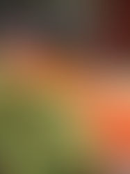 La inflación general de México sube a 8,15 % en julio, mayor nivel desde 2001