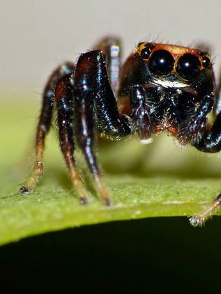 Estas arañas son capaces de oír y no tienen orejas