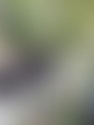 Cuatro heridos y un sospechoso a la fuga tras un tiroteo en Washington