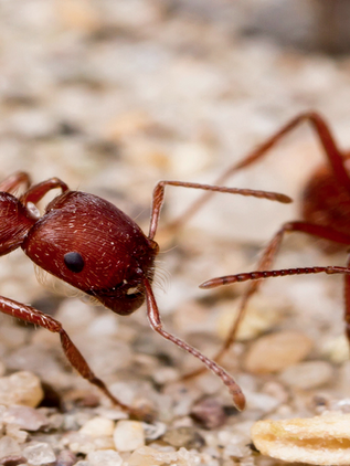 Descubren que hormigas se hacen las muertas en sincronía perfecta