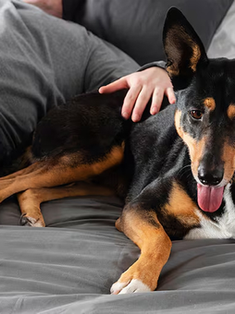 ¿Por qué no deberías hablarle a tu perro como si fuera un bebé?