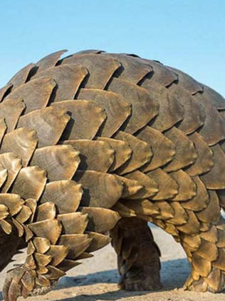 Pangolines, en peligro de extinción a pesar de su crianza en granjas