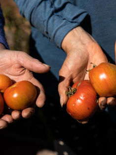 Latinoamérica necesita sistemas alimentarios más sostenibles, según el FIDA
