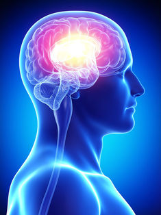 Inteligencia humana ¿el tamaño importa?