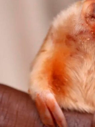 Kakarratul, el rarísimo y diminuto topo fotografiado en el desierto de Australia