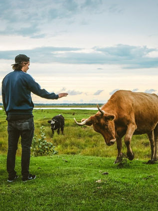 La conectividad del cerebro humano no es superior al de otros mamíferos