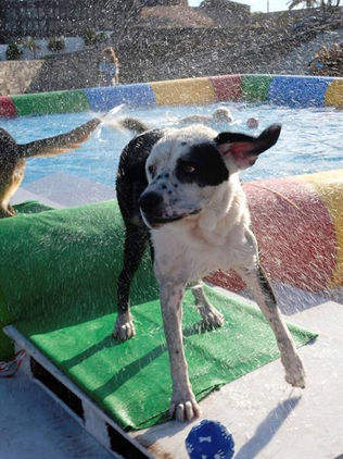 Avanza en Senado reforma contra maltrato animal