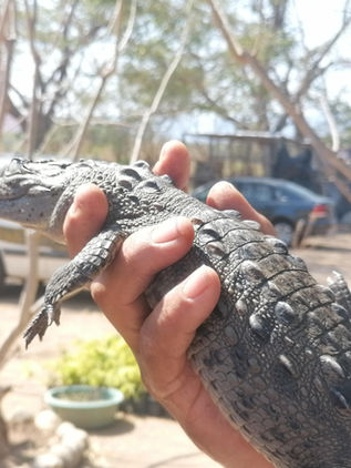 Acelerada la tasa de extinción de especies