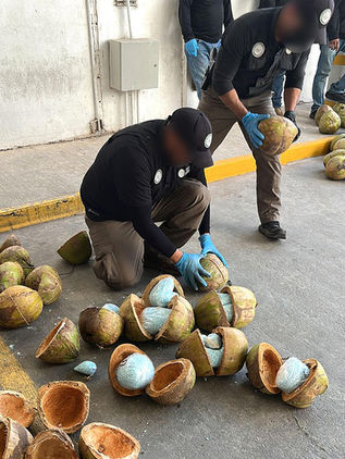 Decomisan en Sonora 300 kilos de fentanilo dentro de cocos