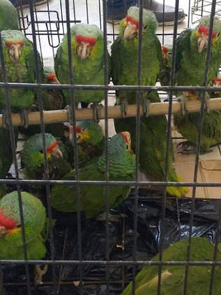Prohiben la venta de fauna en Berriozábal