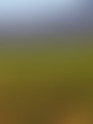 Exponen abandono de la milpa, ha perdido importancia cultural y económica 