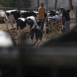 Ganaderos suman 850 millones de dólares en pérdidas por veto fronterizo de EUA