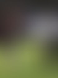 Cafetaleros: resultado inesperado en Celaya