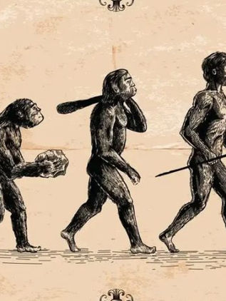 Proteínas antiguas revelan datos clave sobre Paranthropus robustus