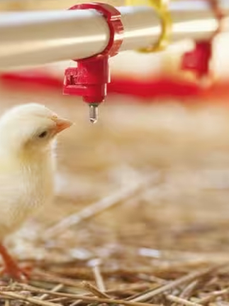 La gripe aviar es resistente a la fiebre: ¿por qué podría ser más peligrosa que la gripe común?