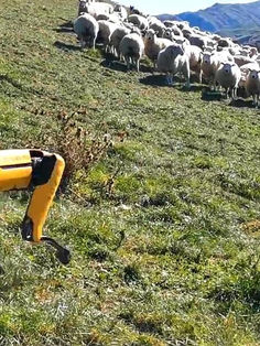 El perro pastor robot que no gusta a los pastores
