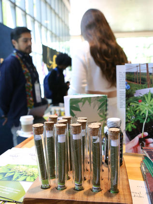 Crece el interés para desarrollar la industria cannábica