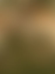 Un estudio constata la extinción de 73 géneros de vertebrados, la mayoría aves