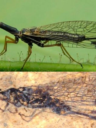 El misterio de la mosca serpiente se ahonda con nuevos fósiles