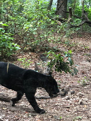 Distanciamiento social: los animales también se protegen de las enfermedades