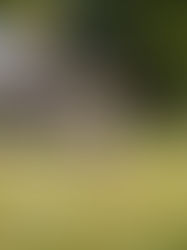 En marcha torneo en Tuxtla