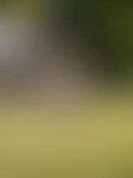 En marcha torneo en Tuxtla