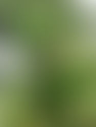 La legalización de la marihuana en Canadá se vincula a un alza de los problemas de salud