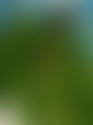 Chiapas exporta 5 mil toneladas de plátano semanalmente