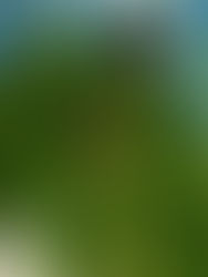 Chiapas exporta 5 mil toneladas de plátano semanalmente