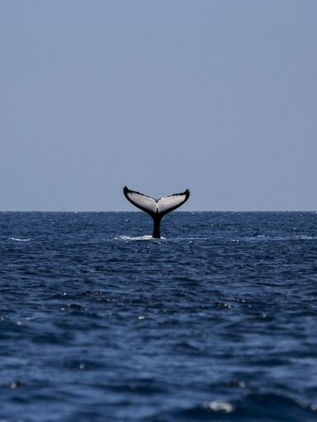 Tiburón gigante, posiblemente megalodón, devoró una ballena hace 15 millones de años
