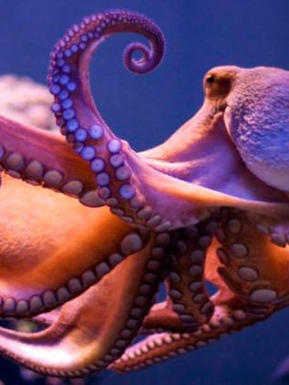 Los pulpos perciben el sabor con sus ocho brazos