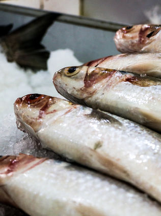 Advierten sobre exceder consumo de mercurio recomendado