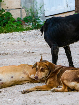 Piden a población denunciar casos de envenenamiento de perros