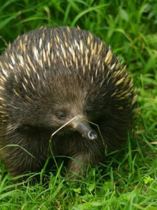 Este es uno de los pocos animales que puede sobrevivir a un incendio. ¿Su secreto? Echarse a dormir