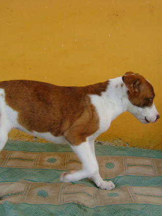 La razón por la que tu perro te sigue a cualquier parte