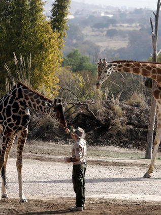 La jirafa Benito se integra a su nueva familia tras vivir maltratada en Ciudad Juárez