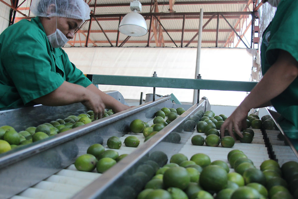 Productores chiapanecos exportan limón persa a Estados Unidos